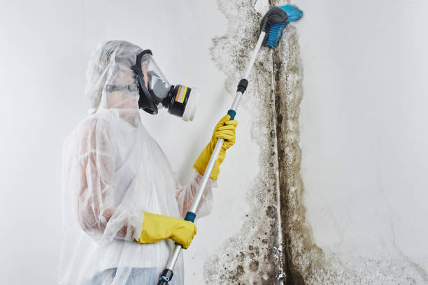 Best Office Mold Removal Services  in Echelon, NJ