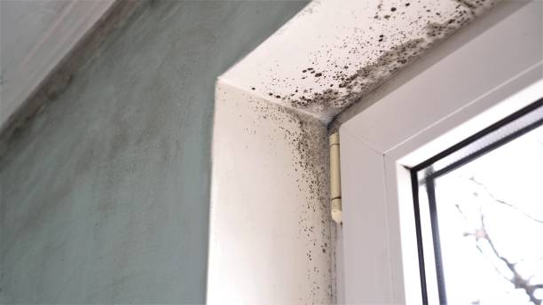 Best Attic Mold Removal  in Echelon, NJ