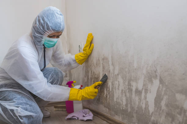 Best Mold Remediation  in Echelon, NJ