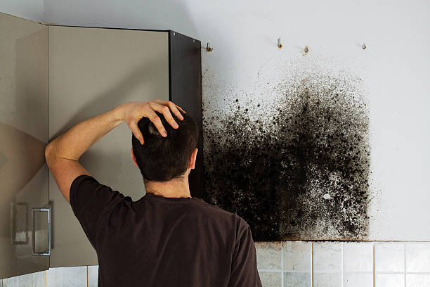 Best Mold Cleaning Services  in Echelon, NJ